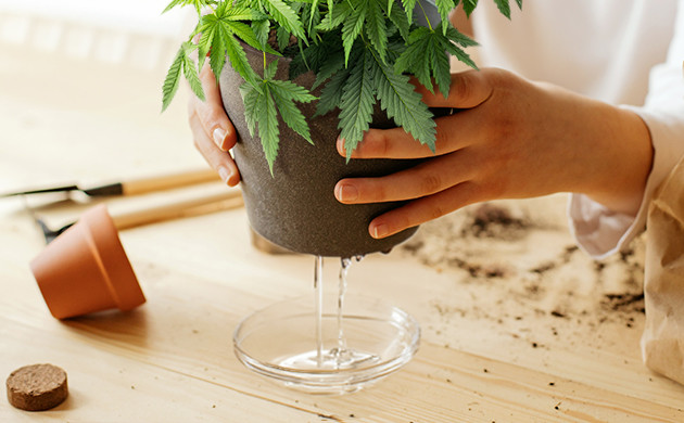 how to fix nutrient lockout