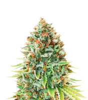 Buy Blueberry feminized seeds by Dutch Passion Blueberry (Dutch Passion)