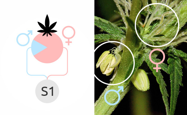 S1 เมล็ดวัชพืช How Selfing Produces S1 Seeds