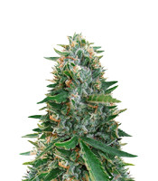 Sugar Black Rose Early Version fem: seeds for sale, strain information and customer reviews Sugar Black Rose Early Version (Delicious Seeds)