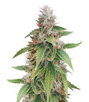 Gelato feminized seeds for sale by Blackskull Seeds Gelato (Blackskull Seeds)