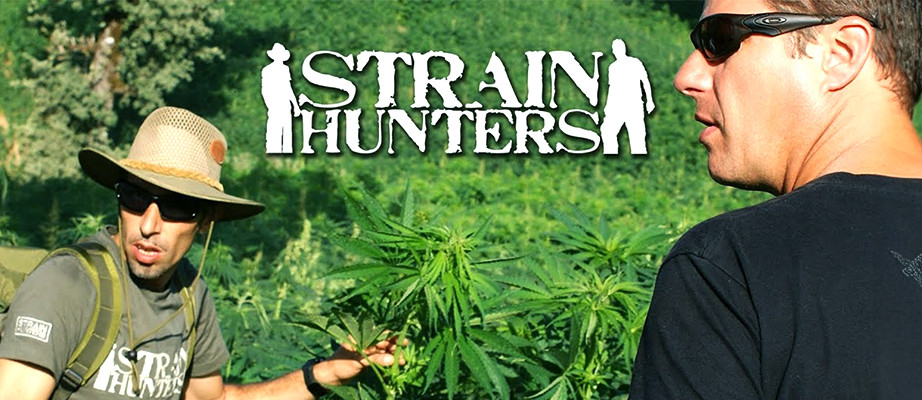 Marijuana strains by Green House Seeds 