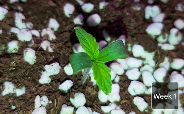 week by week grow report