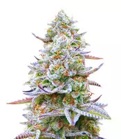 Gorilla Z | Strain Information | Seeds For Sale | Reviews Gorilla Z (Barney's Farm)
