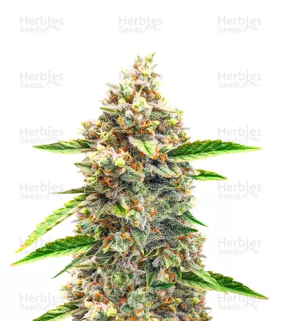 เมล็ด Bruce Banner #3 Auto (Herbies Seeds)