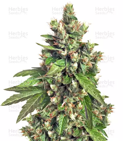 Buddha Medikit CBD feminized seeds