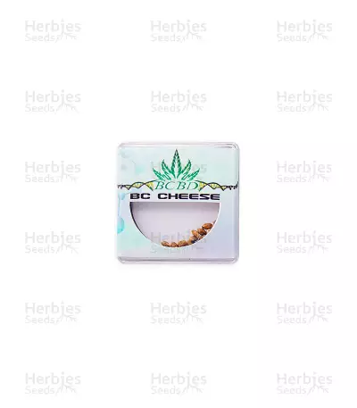 BC Cheese regular seeds