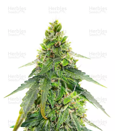 Gorilla Purple Autoflower Feminized Seeds (EGS)