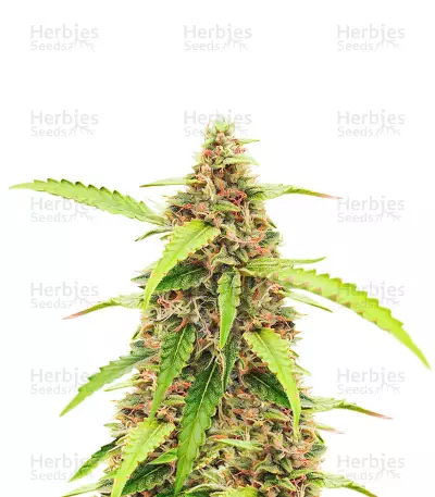 Scarlet Skunk Autoflower Feminized Seeds (EGS)