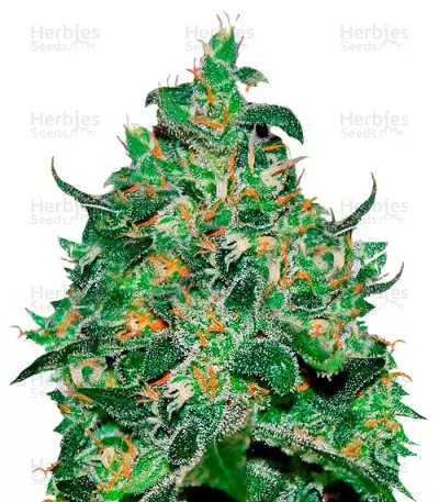 Critical Jack Herer Auto feminized seeds