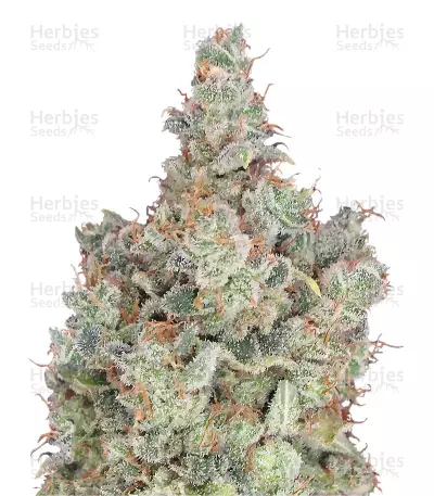 Total Paralysis (Heavyweight Seeds)