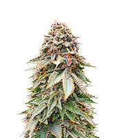 Blackberry Moonrocks Feminized Seeds (AlphaFem Seeds)