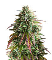 Semi femminizzati Girl Scout Cookies Auto (Auto Seeds)