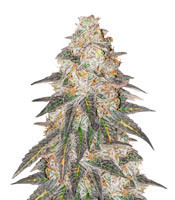 Semillas Feminizadas Runtz Punch (Herbies Seeds)