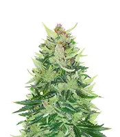 CBD Lemon Auto Feminized Seeds from Herbies Seeds