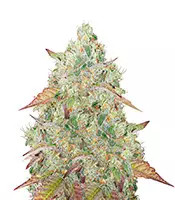 Grandmommy Purple Feminized Seeds (Herbies Seeds)
